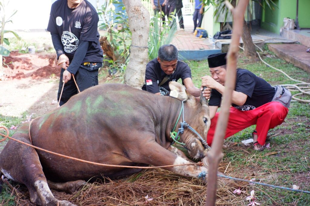 MENYATU DALAM BERKURBAN: STMKG MERIAHKAN IDUL ADHA DENGAN PERSAUDARAAN